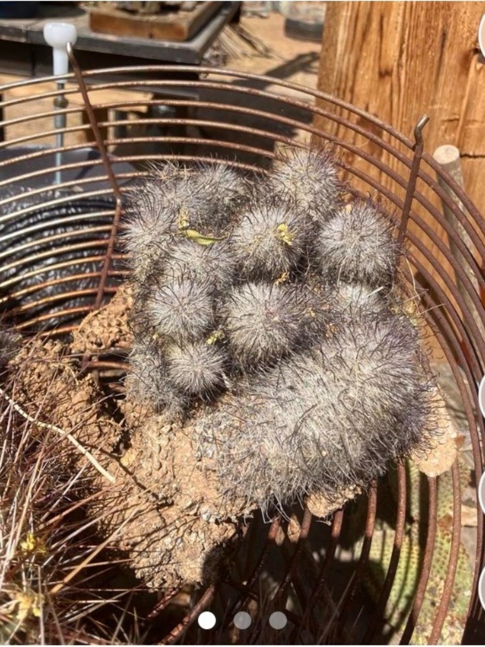 Nipple cactus , (mammillaria botanikfoto ) they have small purple flowers